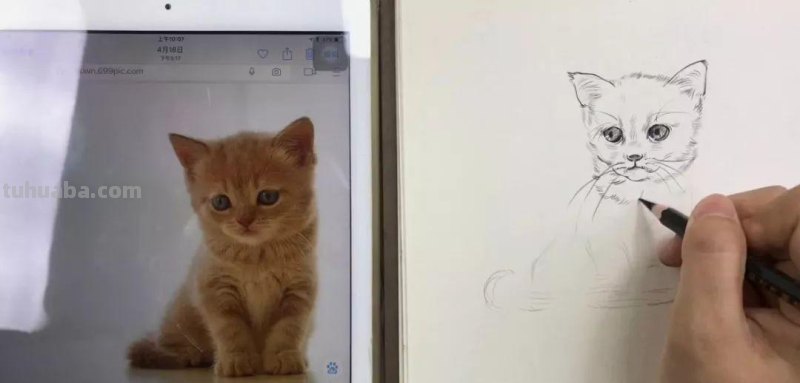 速写画一只可爱的小猫咪 教你画速写小动物 轻松上手