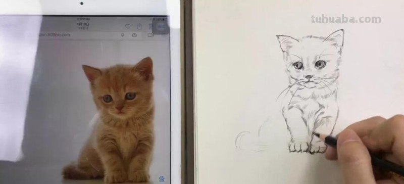 速写画一只可爱的小猫咪 教你画速写小动物 轻松上手