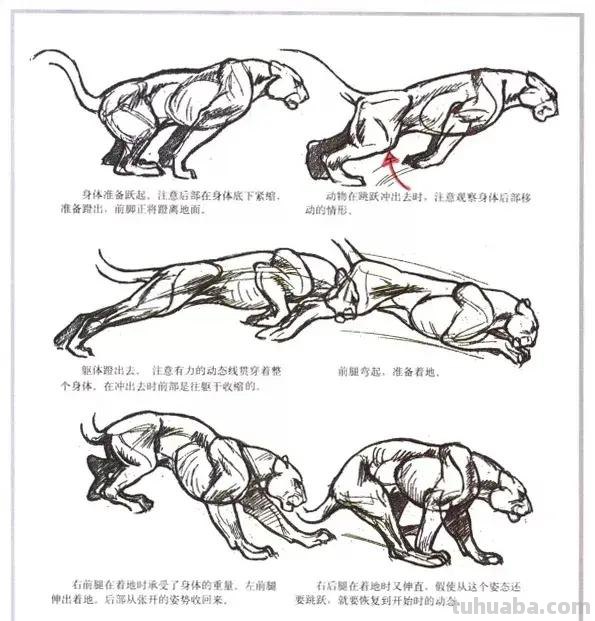 图文教程：写意虎技法