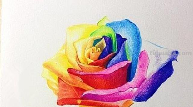 怎么画玫瑰用彩铅 彩铅画玫瑰花教程？
