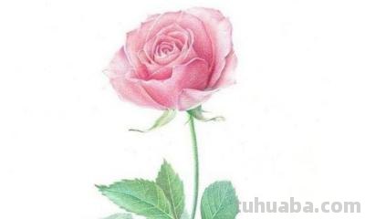 怎么画玫瑰用彩铅 彩铅画玫瑰花教程？