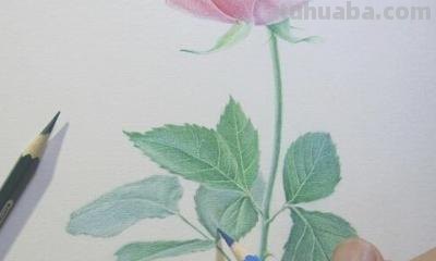 怎么画玫瑰用彩铅 彩铅画玫瑰花教程？