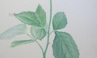 怎么画玫瑰用彩铅 彩铅画玫瑰花教程？