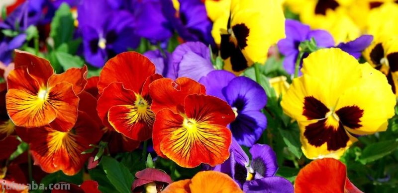 壁纸色彩及壁纸色彩鲜艳——让你的家更有生气！ 