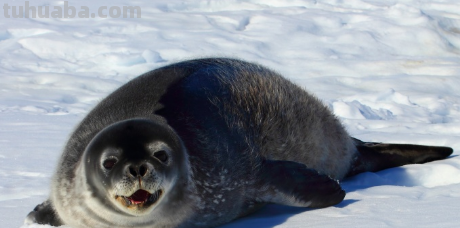 海豹怎么画 海豹怎么画