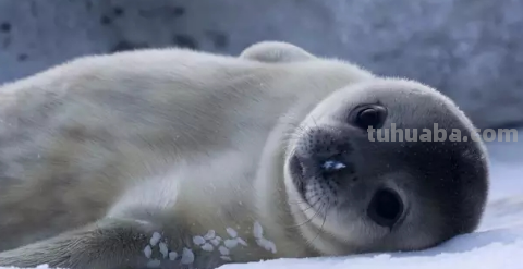 海豹怎么画 海豹怎么画