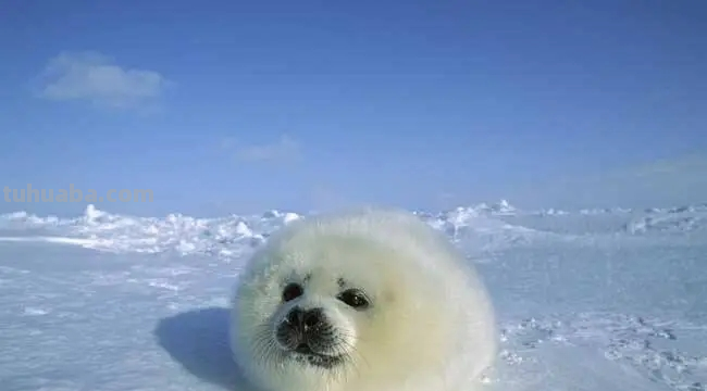 海豹怎么画 海豹怎么画