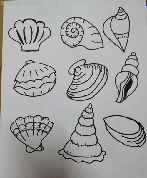 贝壳简笔画 贝壳简笔画图片大全