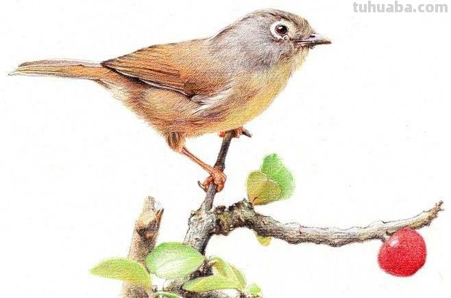 50色彩及50色彩铅的图片，让你的绘画更加生动多彩 