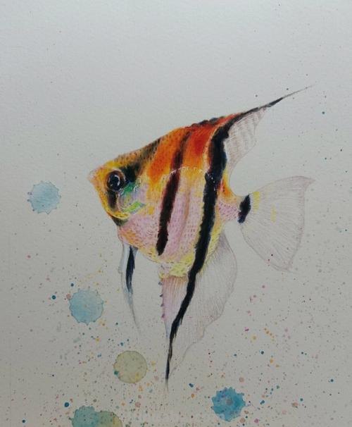 彩铅手绘小鱼怎么画 一秒学会画小鱼？