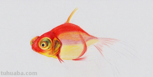 彩铅手绘小鱼怎么画 一秒学会画小鱼？