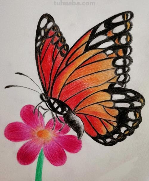 怎么用彩铅画蝴蝶 用彩铅把蝴蝶上色什么颜色搭配最好?