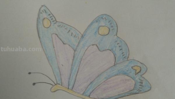 怎么用彩铅画蝴蝶 用彩铅把蝴蝶上色什么颜色搭配最好? 怎么用彩铅画蝴蝶 用彩铅把蝴蝶上色什么颜色搭配最好?