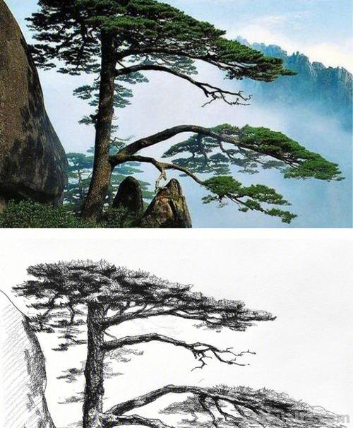 画技巧松树速写 怎样画松树详细?