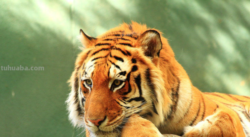 怎么画老虎简笔画 怎么画老虎简笔画