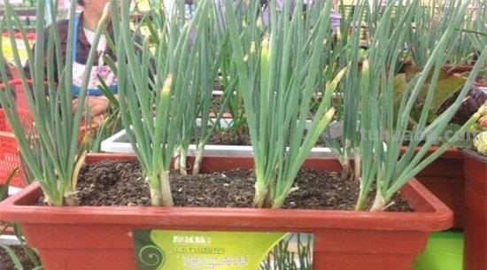 家庭如何种植小葱？教你一个方法，长势旺盛、郁郁葱葱、收获不错