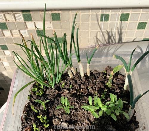 家庭如何种植小葱？教你一个方法，长势旺盛、郁郁葱葱、收获不错