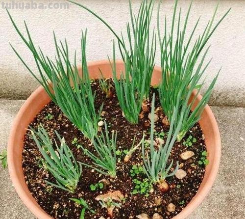 家庭如何种植小葱？教你一个方法，长势旺盛、郁郁葱葱、收获不错
