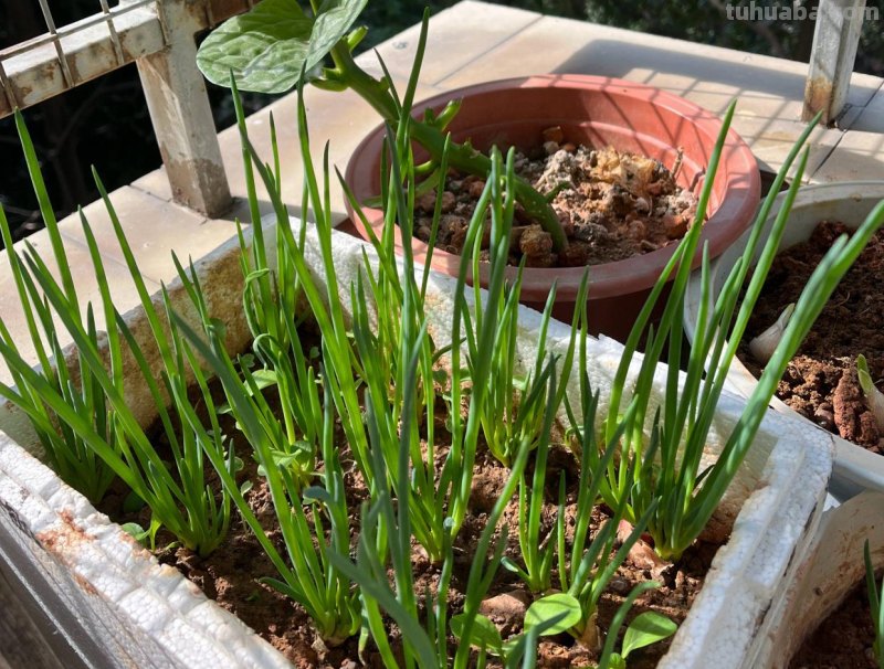 家庭如何种植小葱？教你一个方法，长势旺盛、郁郁葱葱、收获不错