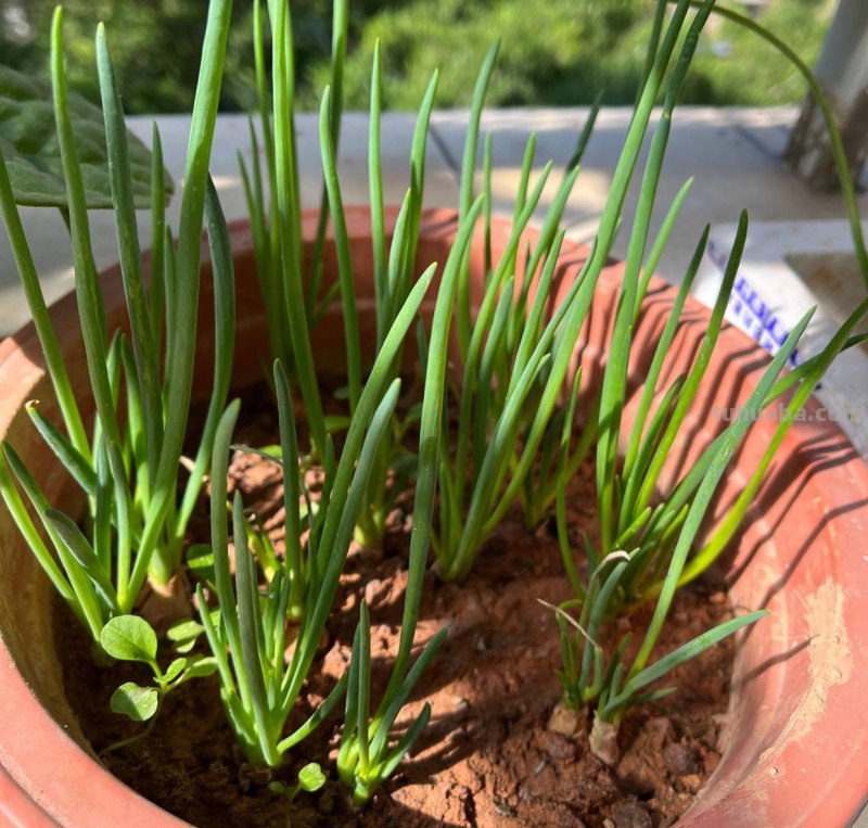 家庭如何种植小葱？教你一个方法，长势旺盛、郁郁葱葱、收获不错