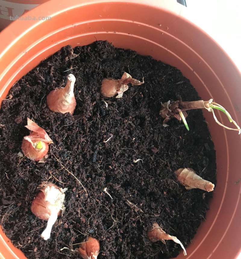 家庭如何种植小葱？教你一个方法，长势旺盛、郁郁葱葱、收获不错