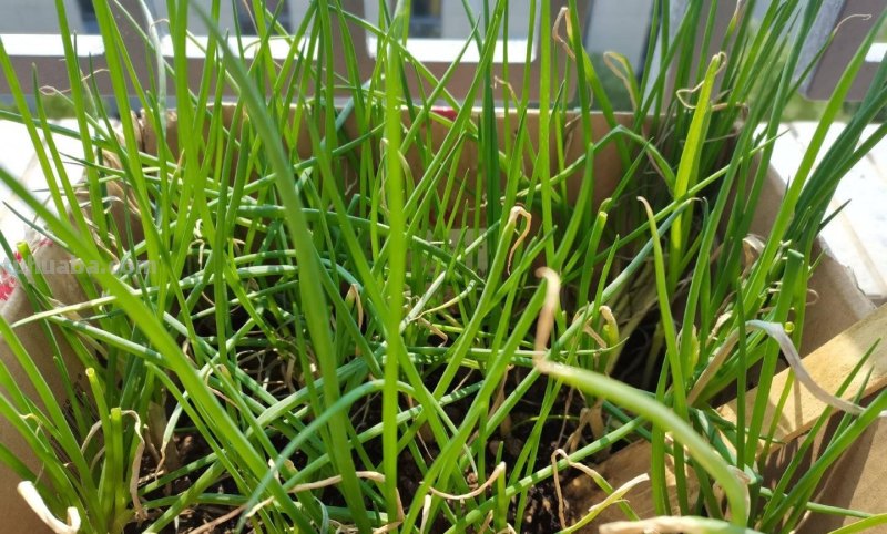 家庭如何种植小葱？教你一个方法，长势旺盛、郁郁葱葱、收获不错