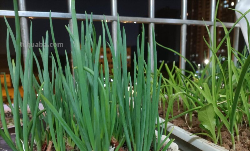 家庭如何种植小葱？教你一个方法，长势旺盛、郁郁葱葱、收获不错