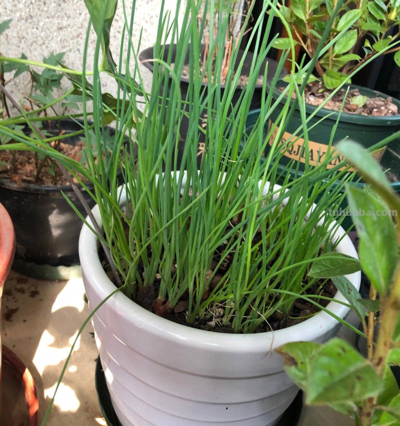 家庭如何种植小葱？教你一个方法，长势旺盛、郁郁葱葱、收获不错