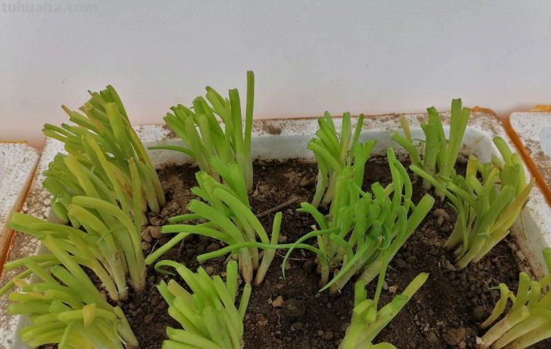 家庭如何种植小葱？教你一个方法，长势旺盛、郁郁葱葱、收获不错