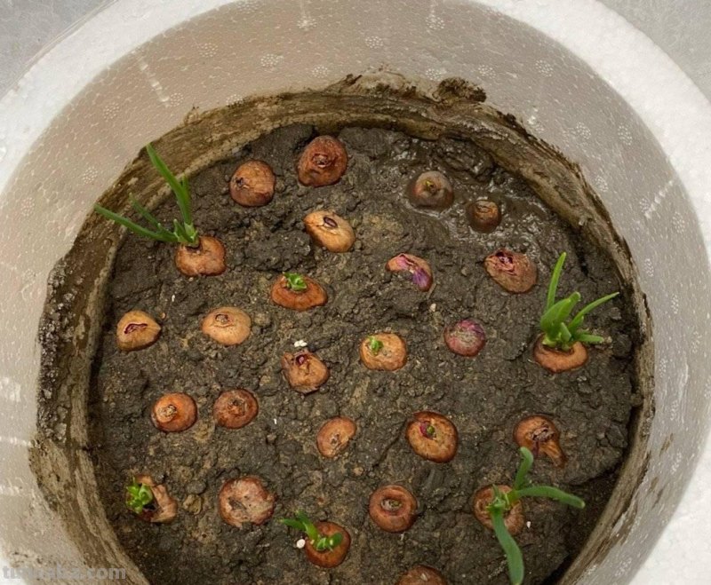 家庭如何种植小葱？教你一个方法，长势旺盛、郁郁葱葱、收获不错