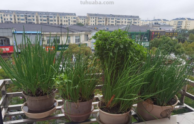 家庭如何种植小葱？教你一个方法，长势旺盛、郁郁葱葱、收获不错