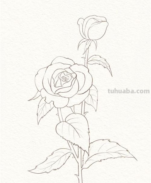 黄玫瑰简笔画 黄玫瑰简笔画图片