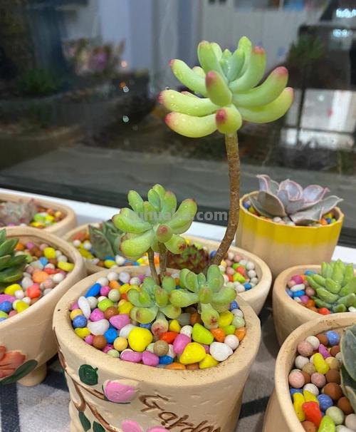 继续分享多肉植物，款款精品，一起看看吧