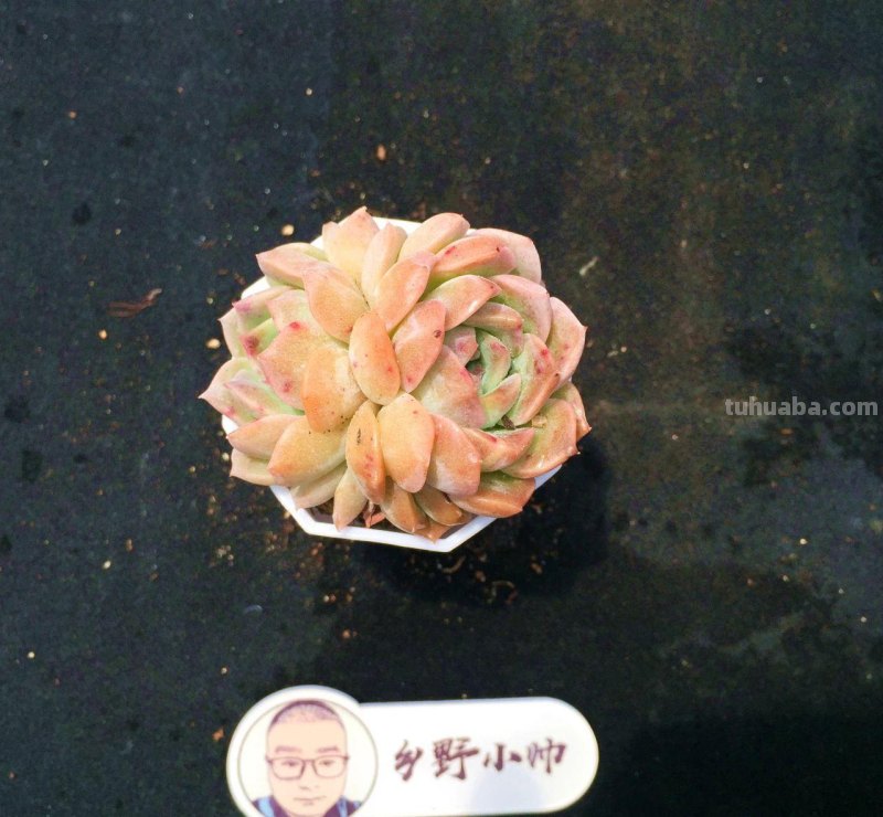 继续分享多肉植物，款款精品，一起看看吧