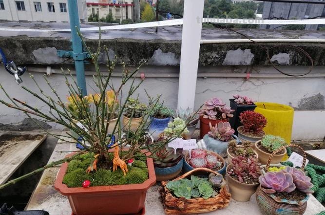 继续分享多肉植物，款款精品，一起看看吧
