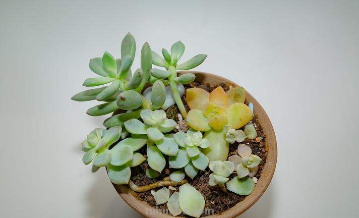 继续分享多肉植物，款款精品，一起看看吧