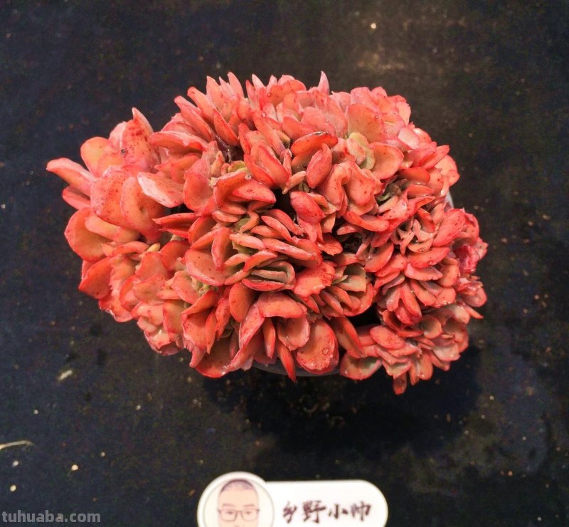 继续分享多肉植物，款款精品，一起看看吧