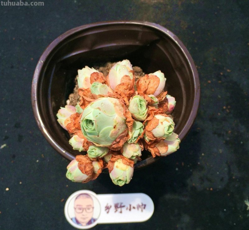 继续分享多肉植物，款款精品，一起看看吧