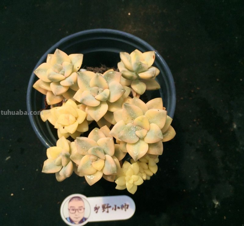 继续分享多肉植物，款款精品，一起看看吧