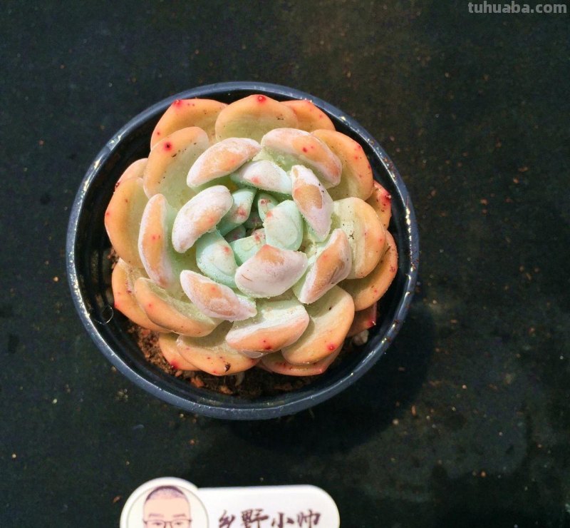 继续分享多肉植物，款款精品，一起看看吧