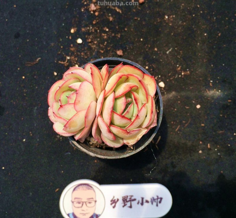 继续分享多肉植物，款款精品，一起看看吧