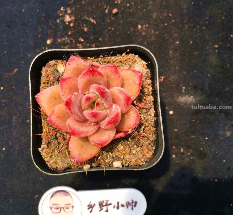 继续分享多肉植物，款款精品，一起看看吧