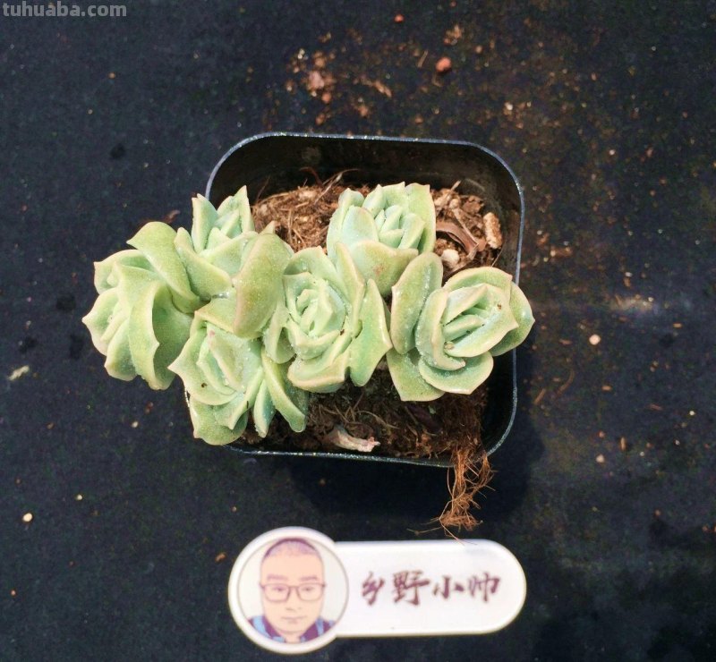 继续分享多肉植物，款款精品，一起看看吧