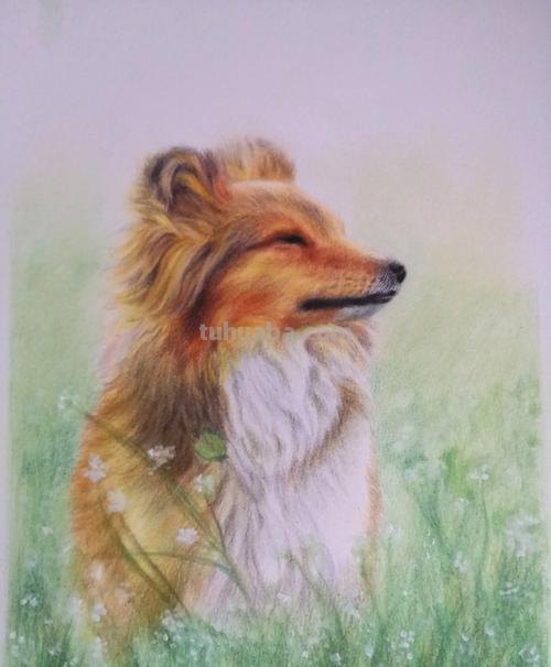 狗全身怎么画彩铅 一步一步教彩铅画？