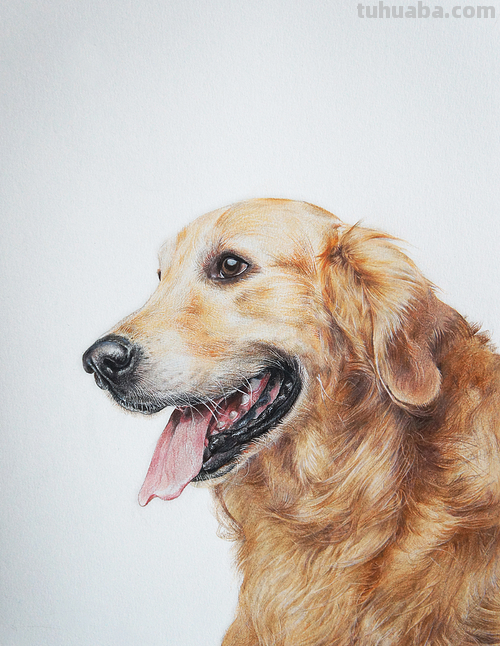狗全身怎么画彩铅 一步一步教彩铅画？