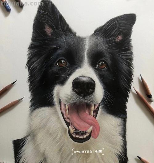 狗全身怎么画彩铅 一步一步教彩铅画？