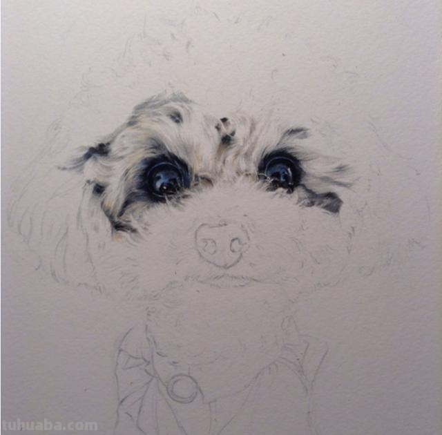 狗全身怎么画彩铅 一步一步教彩铅画？