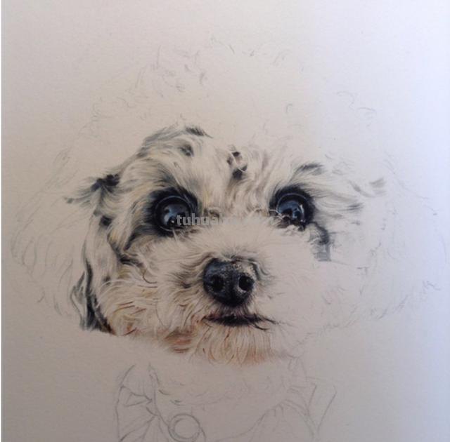 狗全身怎么画彩铅 一步一步教彩铅画？