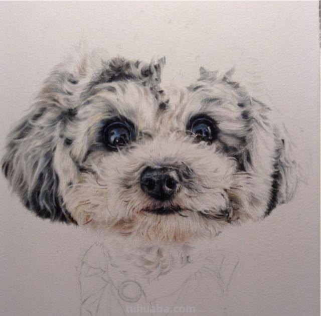 狗全身怎么画彩铅 一步一步教彩铅画？