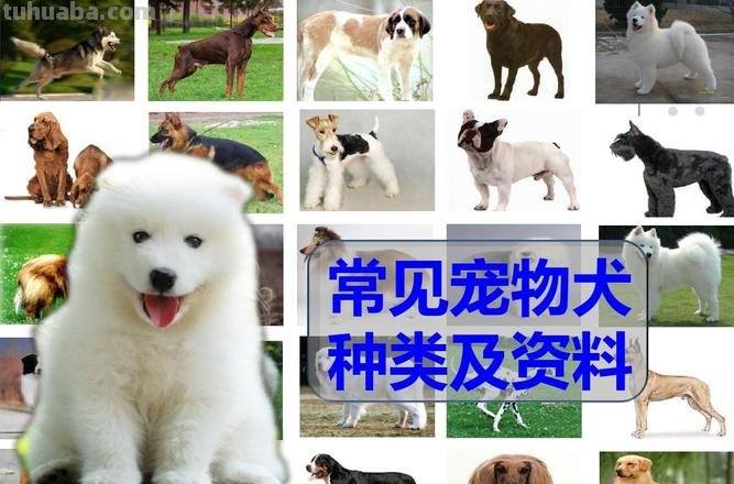 半分钟认识宠物狗
